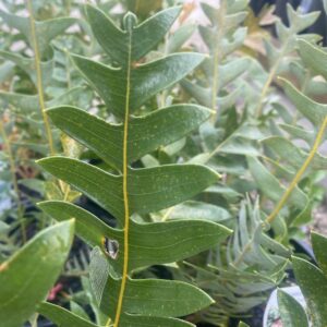 Southern Blechnum Banksia