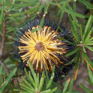 Banksia Black Magic