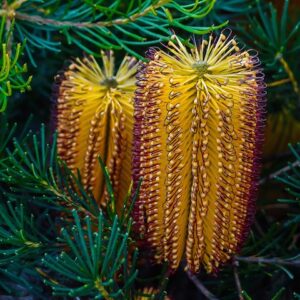 Banksia Birthday Candles