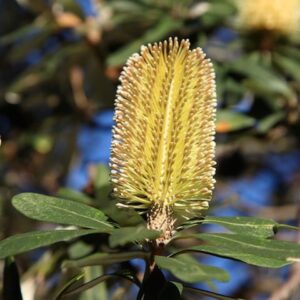 Coast Banksia