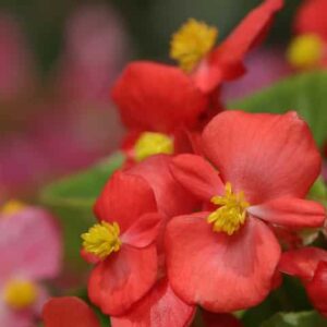 Begonia