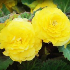 Tuberous Begonia