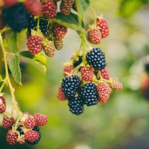 Blackberry Thornless