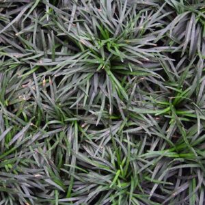 Black Mondo Grass