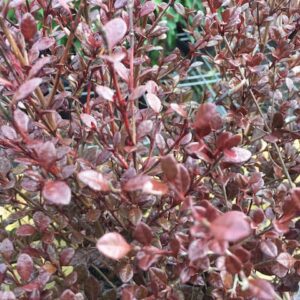 Lophomyrtus Black Stallion