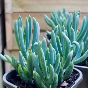 Blue Chalksticks