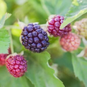 Boysenberry