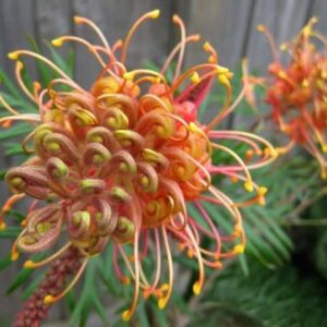 Grevillea Bonnie Prince Charlie