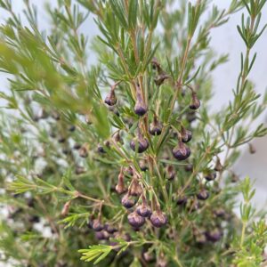 Boronia Heaven Scent