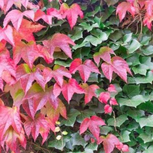 Boston ivy