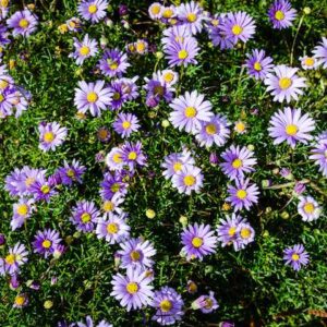 Brachyscome Break O Day