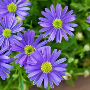 Brachyscome Mauve Delight