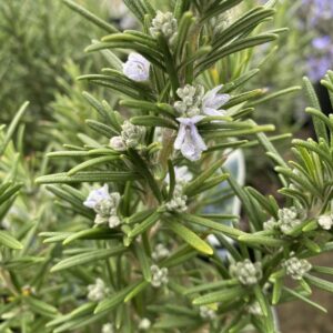 Rosemary Benenden Blue