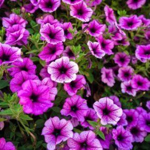 Petunia Supertunia Lovie Dovie