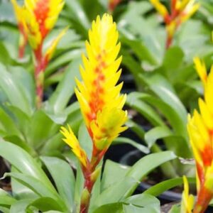 Bromeliad