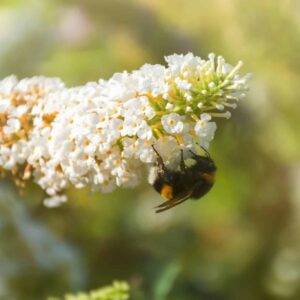 Buddleja Buzz