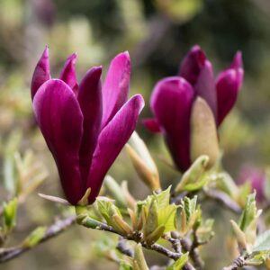Magnolia Burgundy Star