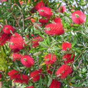 Callistemon Mary MacKillop