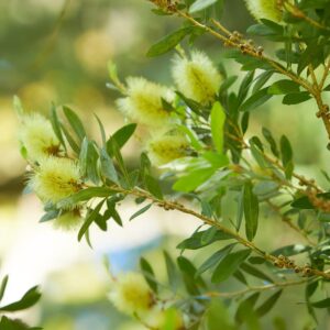 Callistemon Silver Cloud