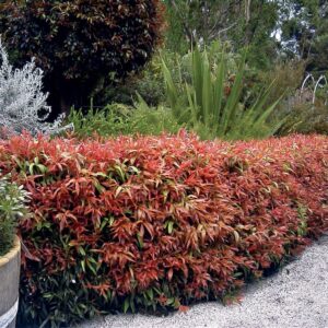 Callistemon Great Balls of Fire