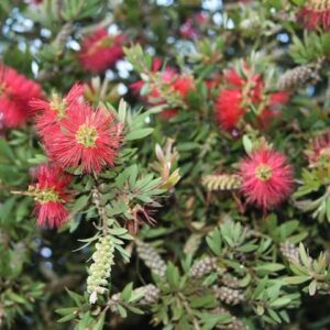 Callistemon Little John