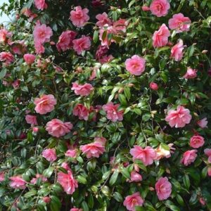 Camellia Marge Miller