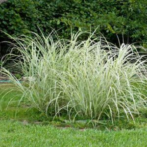 Frosted Curls New Zealand Hair Sedge