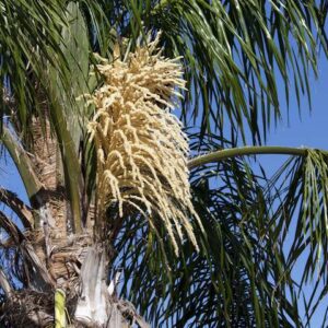 Cocos Palm