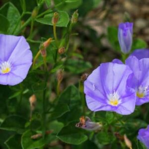 Ground Morning Glory