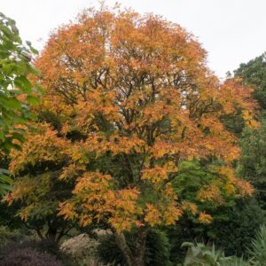 Koelreuteria Coral Sun