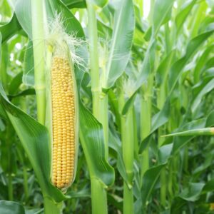 Corn