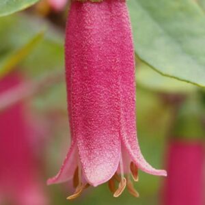 Correa Dusky Bells