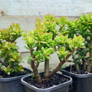 Jade Plant