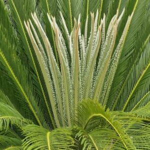 Sago Palm