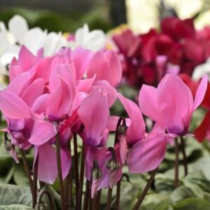 Cyclamen