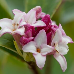 Daphne Perfume Princess