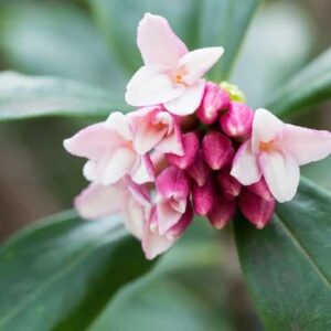 Daphne Odora Pink