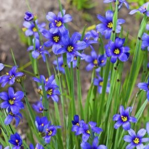 Sisyrinchium Devon Skies