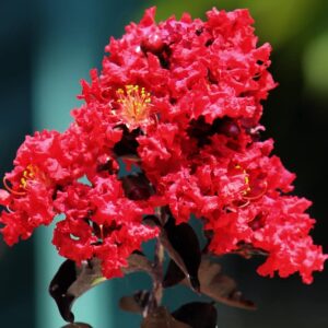 Diamonds in the Dark Crepe Myrtle