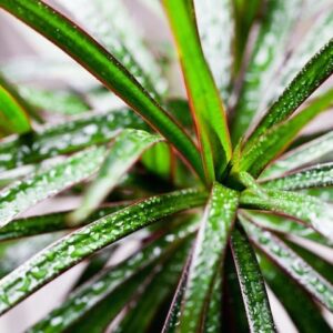 Madagascar Dragon Tree