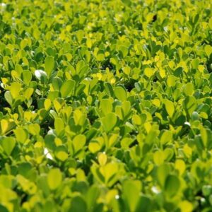 Buxus Dutch Box