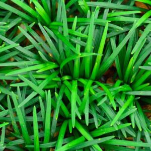 Mondo Grass Dwarf