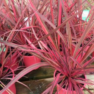 Cordyline Electric Pink