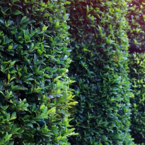 Buxus Emerald Pillar