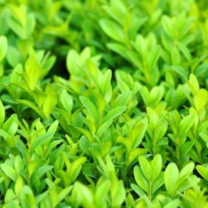 Buxus English Box