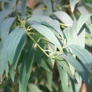 Narrow Leaved Peppermint