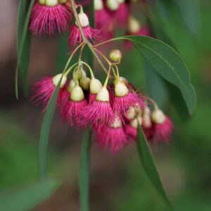 Red Flowering Ironbark