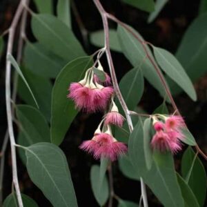 Eucalyptus Silver Princess
