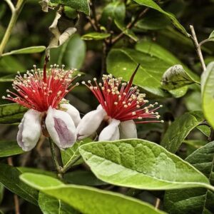 On The Table Pineapple Guava