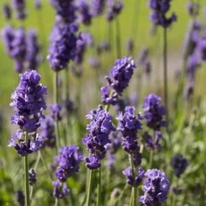 French Lavender